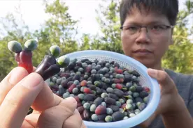 摘罗汉松果泡酒，果子好甜，罗汉松果泡酒详细教程