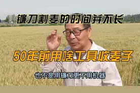 不用镰刀没有机器，几十年前河南收麦子用什么工具？老农现场演示