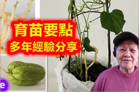 种佛手瓜\合掌瓜\育苗要点，宝贵秘诀分享，提高育苗成功率