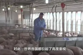 猪肉添加大量瘦肉精，长期食用或致肿瘤，澳方总理道歉也无济于事视频封面