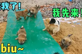 给中华田园犬打造专属滑滑梯，小可爱们惊呆了，争先恐后抢着玩！