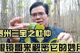 贵州有三宝，天麻杜仲灵芝草！今天为大家揭秘杜仲的奥妙视频封面