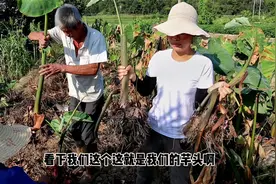 江西赣南“红芽芋头”成熟了，粉糯香甜，一碗芋头三碗饭都不够视频封面