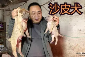 朋友家的沙皮小崽，狗分双胞胎吗？一窝里面我竟然“脸盲”了