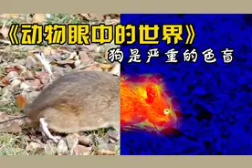 动物眼中的世界！狗是严重的色盲，马看不到正前方的物体！视频封面