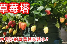 草莓塔解救没有地方种植草莓的烦恼，为什么草莓结果越来越小视频封面