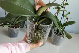 肖姐用玻璃杯“水培”蝴蝶兰，30天出新根，方法简单记住4点就行