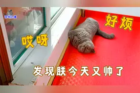 猫咪小姐妹相亲相爱，漂亮猫妈妈施展绝技，胖公猫卖萌样子太可爱