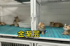 英短猫系类一金渐层NY12，11和25如何区分市场价值是多少？