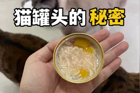 你真的会用猫罐头吗？别喂错了