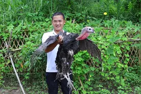 200买只鸡，炖3小时骨香肉烂，用手拿着啃过瘾视频封面