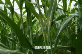 盐碱地里种出甜高粱，高粱杆含糖量高，竟能当甘蔗吃？视频封面