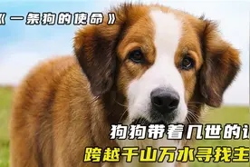 经历四世轮回的狗狗，跨越千山万水，只为寻找当初的主人视频封面