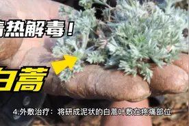 白蒿的作用和使用方法：清热解毒、祛风散寒、消炎止痛等功效视频封面