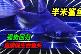 100买的50公分大鲨鱼，状态复苏强势回归，入缸第一餐吃掉鲫鱼头视频封面