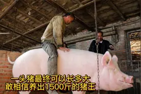 河南猪王狂长1500斤，体长2.1米，一头猪一辈子不杀最终可以长多视频封面