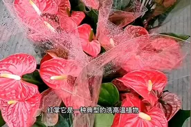 新买的“红掌”怎么养，做好“三养护”，一叶配一花，喜庆又好看视频封面
