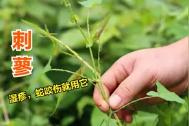 刺蓼具有解毒消肿利湿止痒的一味草药，用于湿疹蛇咬伤，懂得用吗视频封面