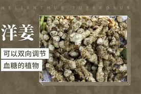 洋姜 ——可以双向调节血糖的植物视频封面