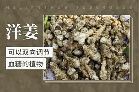 洋姜 ——可以双向调节血糖的植物视频封面