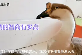 宠物鹅的智商，再次超出了我的想象，原来乌鸦喝水的故事是真的视频封面