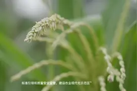 从四方面着手创建农业现代化示范区视频封面