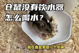 仓鼠没有饮水器怎么喝水？