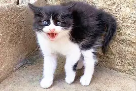 小奶猫：你走开啊，我超凶的！视频封面