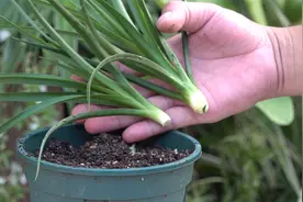 龙血树扦插繁殖，3个环节掐到位，成活率接近100％视频封面