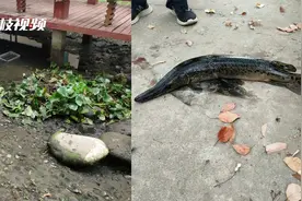 警惕！南通一鱼池发现鳄雀鳝吃掉大量金鱼视频封面