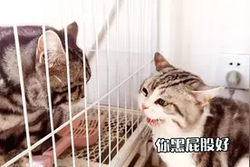 两只小猫吵架，气的说出人话，没有笼子可能就动手了视频封面