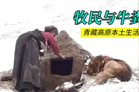 牧民用牛粪炖牦牛肉，全家吃完捡牛粪过冬，高原牧民真实生活。视频封面