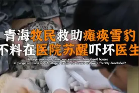 青海牧民救瘫痪雪豹，不料医院苏醒吓坏医生，野兽也会感恩？视频封面