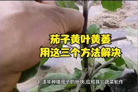 茄子叶片发黄枯萎，农户损失大，教你3个解决方法，产量高视频封面