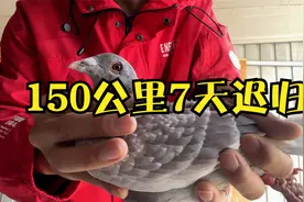 150公里飞丢的鸽子回来啦！时隔七天，32只鸽子终于全部归巢了视频封面