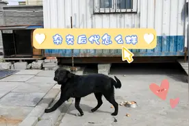 拉布拉多和德牧杂交的后代，虽基因不够完善，但外型特征较明显