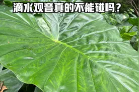 南方中毒频率比较高的植物，滴水观音真的不能碰吗？