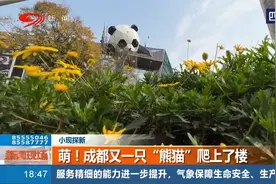 萌！成都又一只“熊猫”爬上了楼视频封面