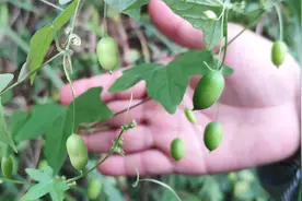一种有趣的植物叫老鼠拉冬瓜，为啥有这样的名称，看完算明白了