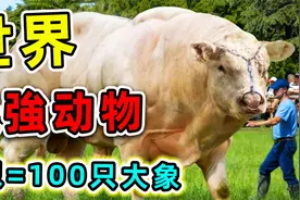 全世界10种最强壮动物，超2000斤的肌肉猛獸，举起1000倍自身体重视频封面