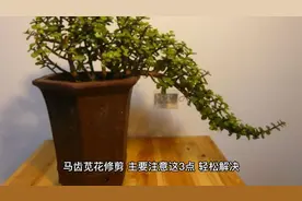 马齿苋花修剪，主要注意这3点，轻松解决视频封面