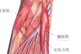 功能解剖：七十六、踇展肌