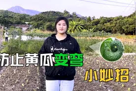 黄瓜种植出现弯瓜咋回事？用这个配方叶喷，长势好瓜多又顺直