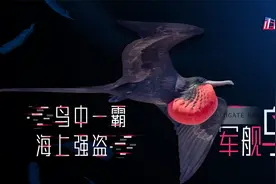 从未见过如此“厚颜无耻”之鸟！不愿抓鱼，以打劫其他鸟类为生！视频封面