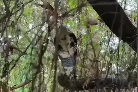 几个小伙捕蛇，在树林里的树上发现眼镜王蛇，小伙立刻爬了上去视频封面