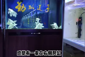 刚到的蝴蝶鲤趴缸，如何观察状态是否正常？需要远观、近观结合看