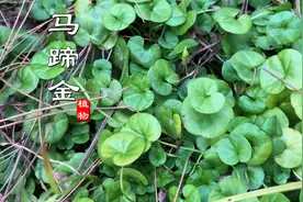 中草药“马蹄金”原来长这样！农村路边很常见，别名落地金钱视频封面