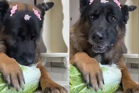 德牧热衷于吃大白菜，每个白菜都啃得嘎嘣响，比吃肉还要香