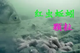 钓鱼用红虫蚯蚓颗粒打窝诱鱼快留鱼久？别再天真了
