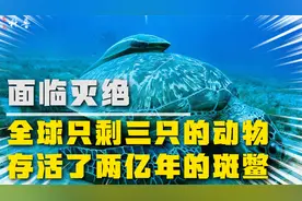 全球只剩三只的斑鳖，它被称为水中熊猫，它是怎样存活的？